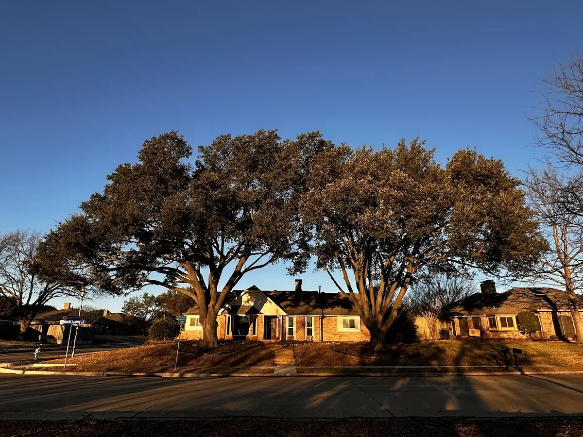 Established residential canopy tree shading a home in Camak